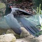Coral-billed Ground-cuckoo