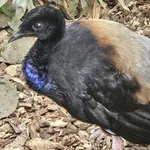 Grey-winged Trumpeter