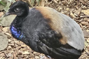 Trompetvogel