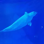Beluga Whale