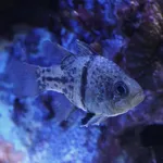 Orbiculate Cardinalfish