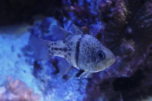 Orbiculate Cardinalfish