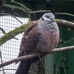 Adamawa Turtle-dove