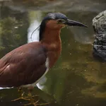 Nankeen Night Heron