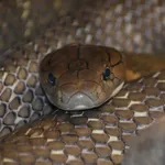 King Cobra