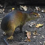 Black-rumped Agouti
