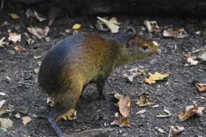 Zwartbuikagoeti