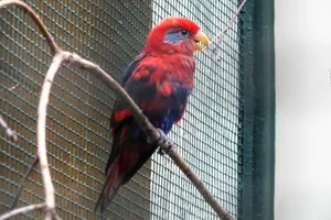 Blauwoorlori