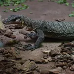 Peach-throated Monitor
