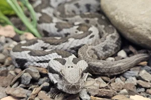 Klein-Aziatische Adder