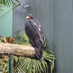 Verreaux's Eagle