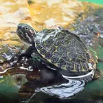 River Cooter