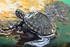 hiëroglyfensierschildpad