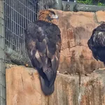 Golden Eagle