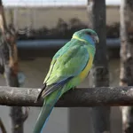 Australian Ringneck