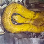 Cape Cobra