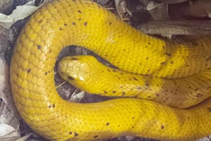 Kaapse cobra