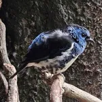 Turquoise Tanager