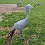 Blue Crane