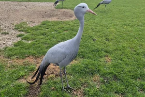 Paradijskraanvogel