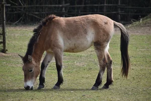 Przewalskipaard