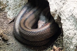 Ladder Snake
