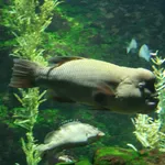Asian Sheepshead Wrasse