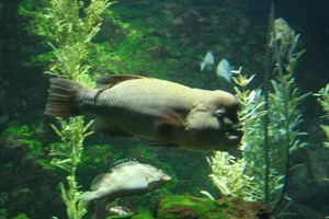 Asian Sheepshead Wrasse