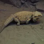 Central Bearded Dragon