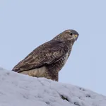 Buzzard