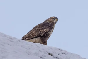 Buizerd