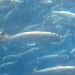Picton herring