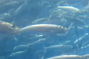 Californische pelser