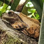 Hong Kong Whipping Frog