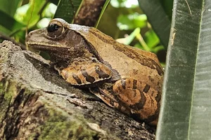 Hong Kong Whipping Frog