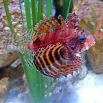 Shortfin Turkeyfish