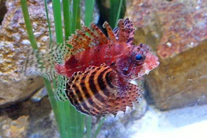 Shortfin Turkeyfish