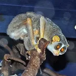 Grey Slender Loris