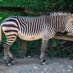 Hartmann's zebra