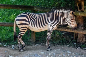 Hartmanns bergzebra