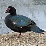 Muscovy Duck