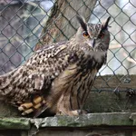 Common Eurasian Eagle-Owl