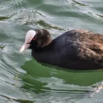 Coot