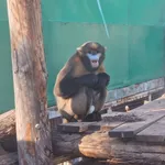Grey Snub-nosed Monkey