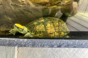 Yellow-headed Box Turtle