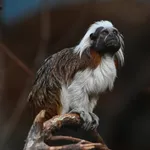 Cottontop Tamarin