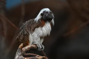Pinchéaapje