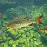 Eurasian Rudd