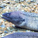 Black Moray