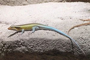 Rainbow Skink